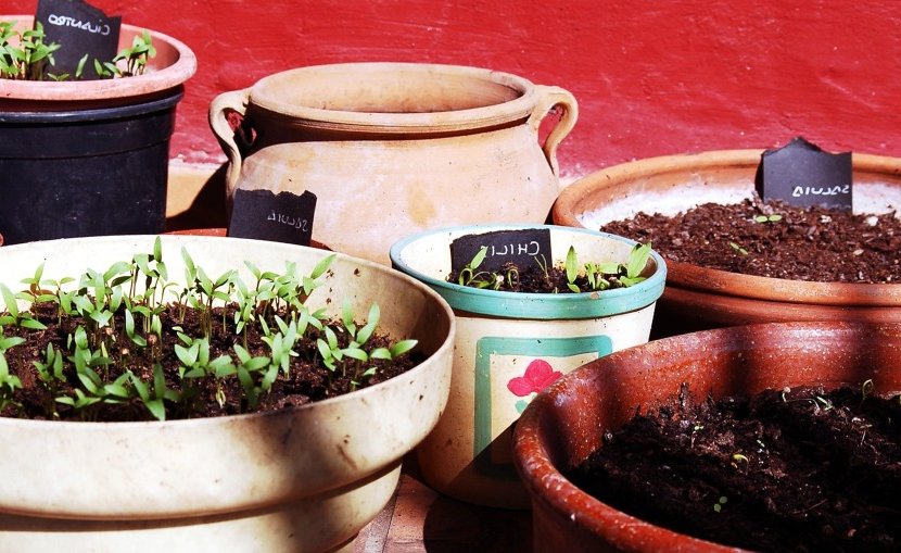 create a vegetable garden with pots easily