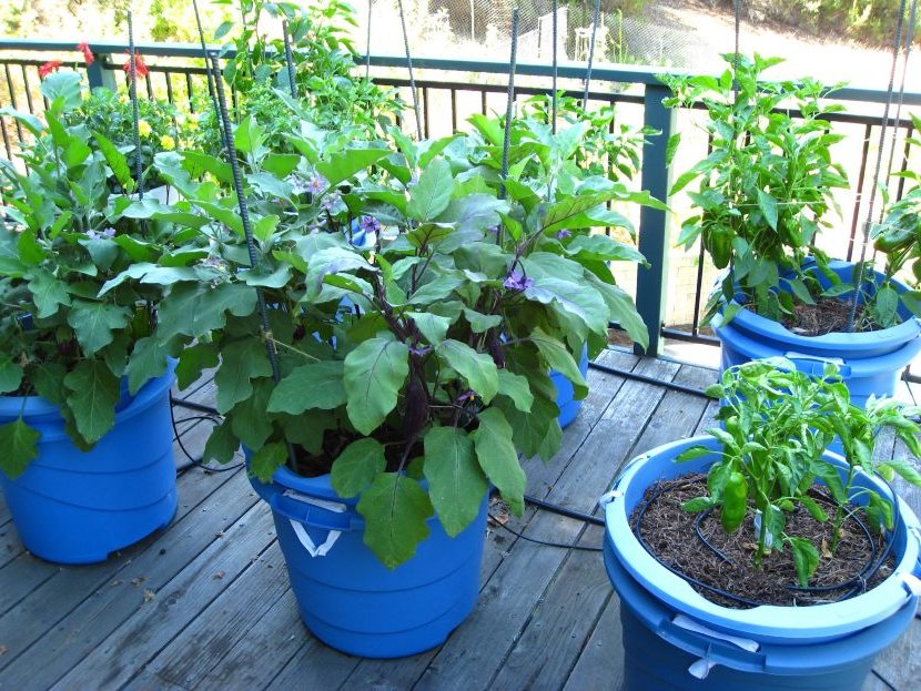 creating a vegetable garden with pots recommendations