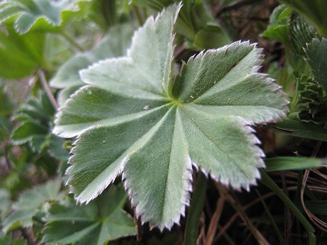 Lion's foot