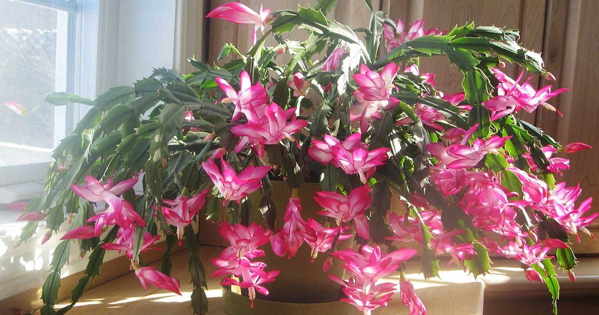 pets and plants christmas cactus