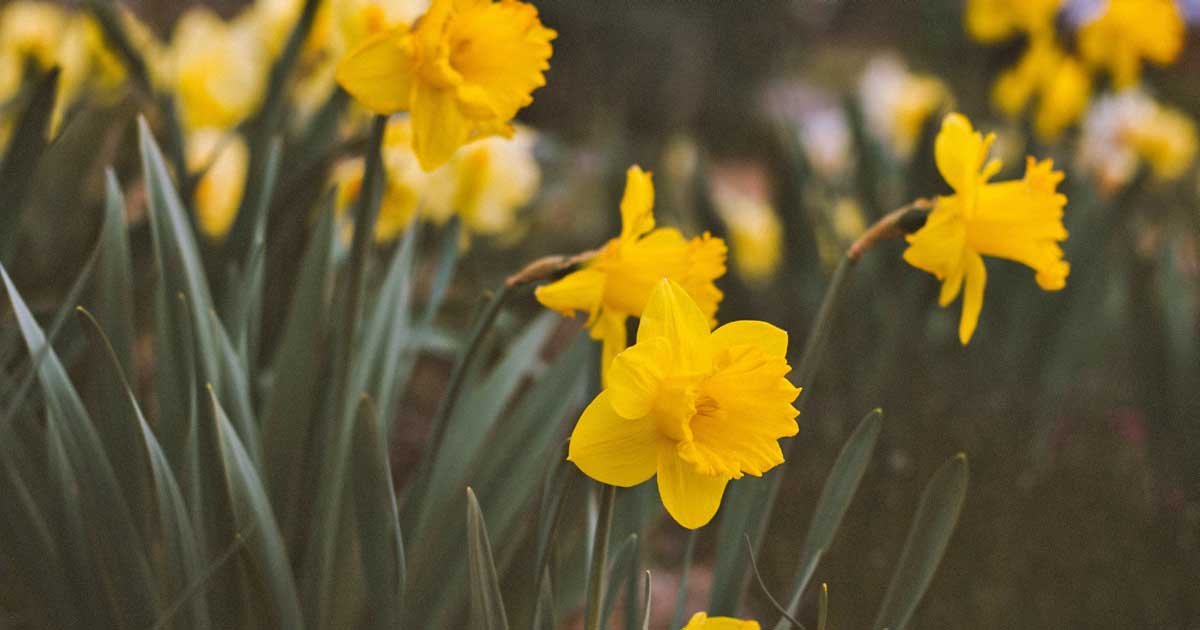 pets and plants daffodils