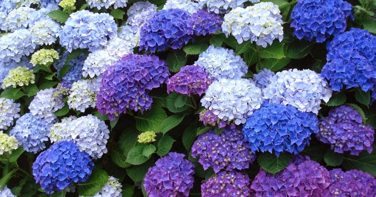 pets and plants hydrangeas