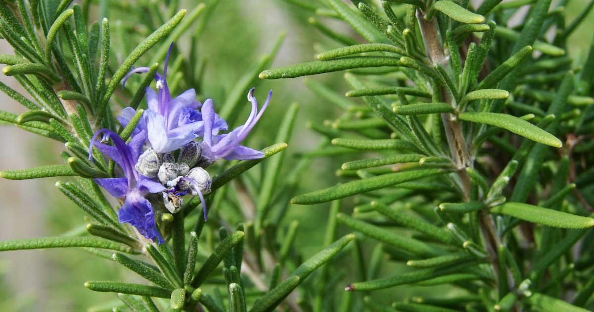 pets and plants rosemary