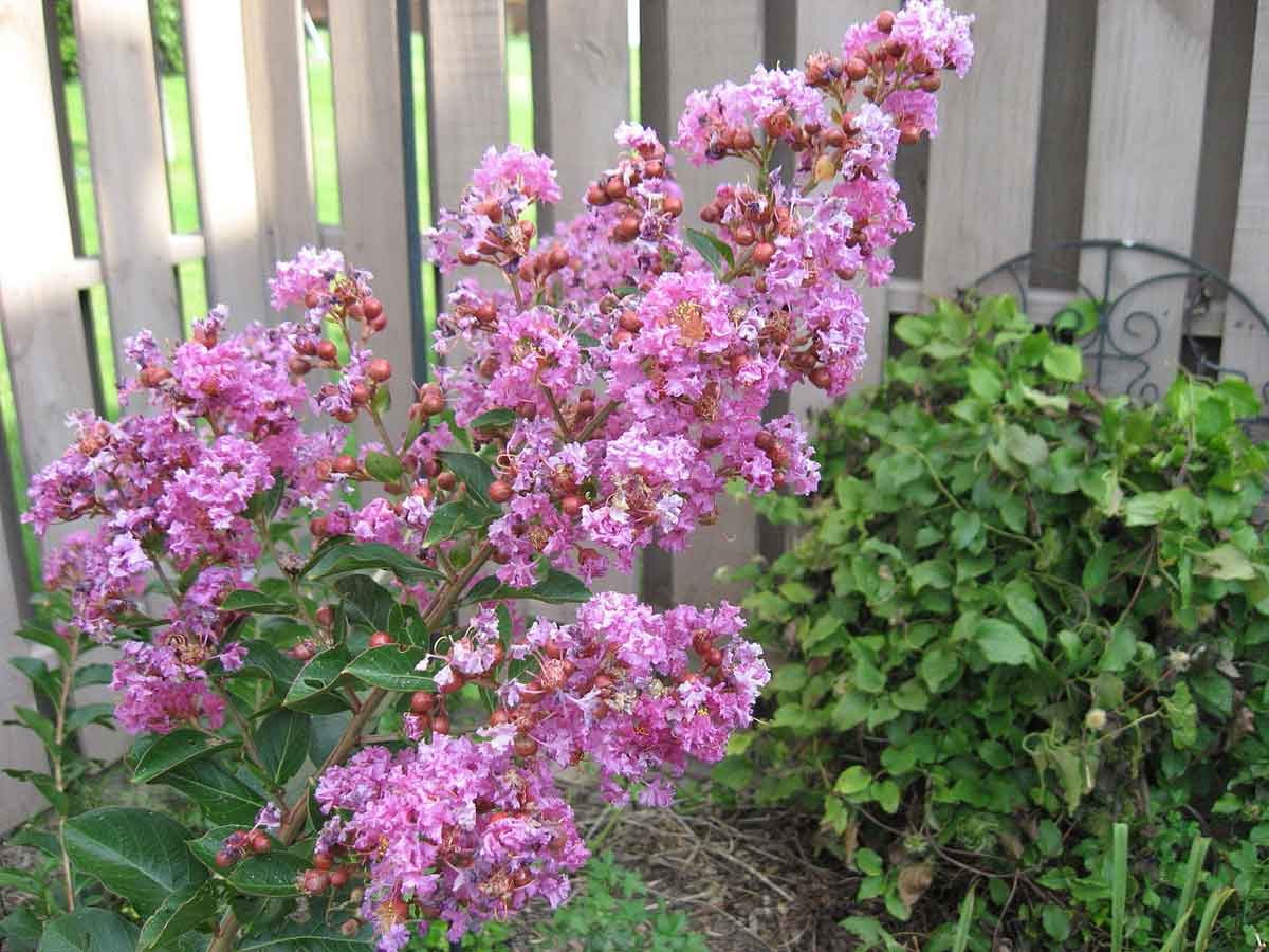 flowering trees for a small garden