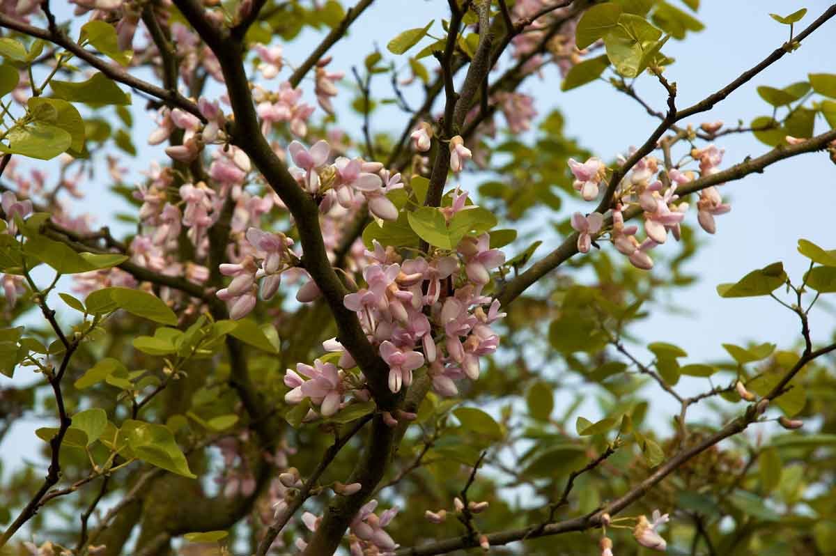 small trees with pink flowers