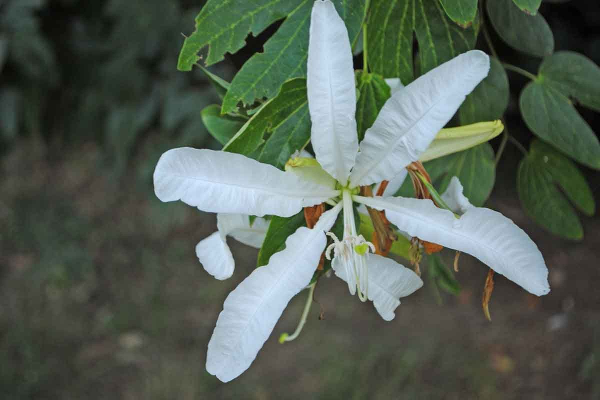 trees with white flowers