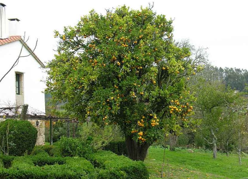 fruit trees