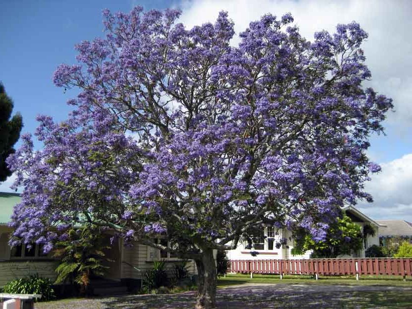 garden trees for shade