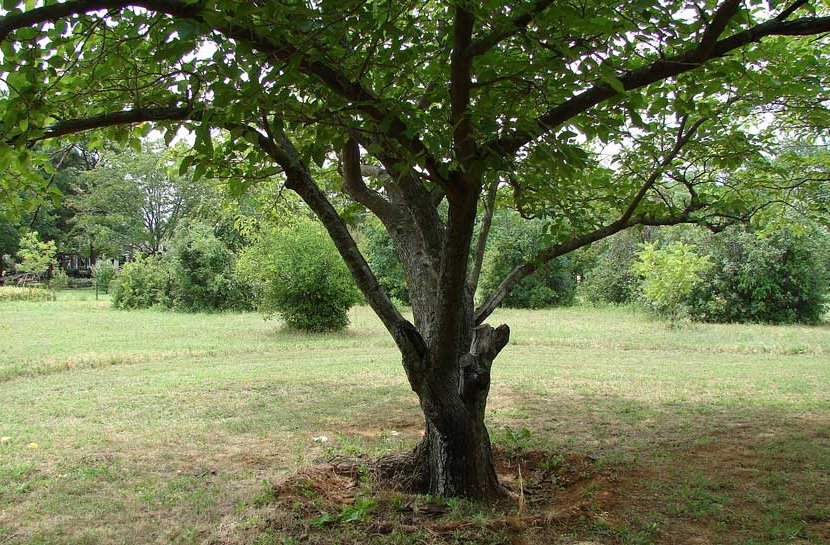 name of large trees