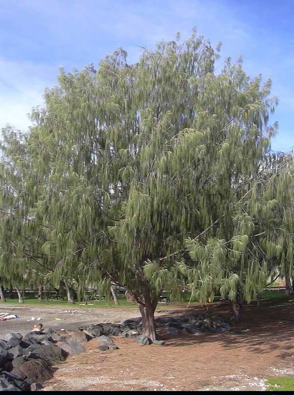 shade trees in the garden