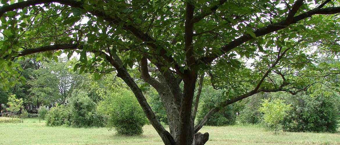 Shade Trees: Your favorite summer spot