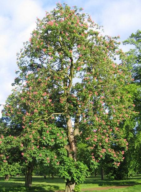 the best shade trees