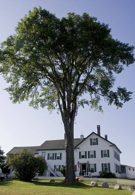 trees for planting