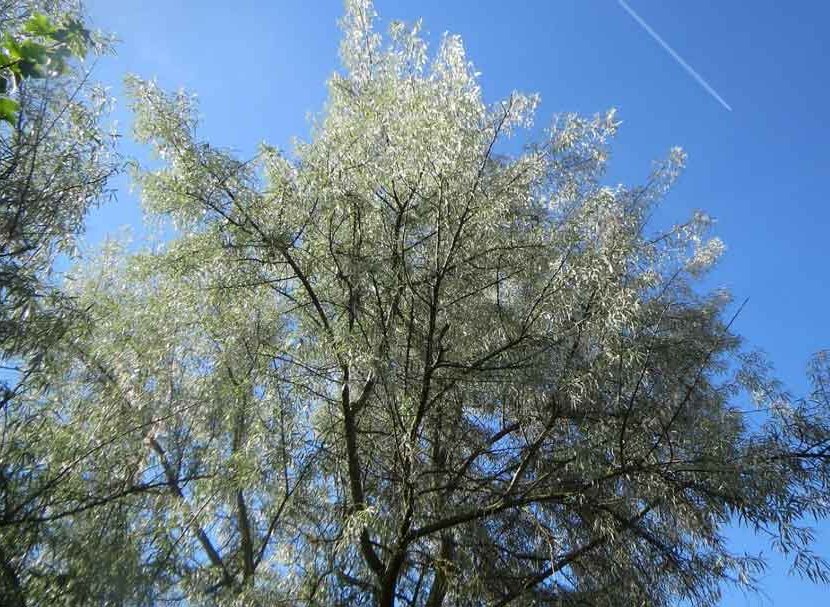 trees that grow fast and provide shade