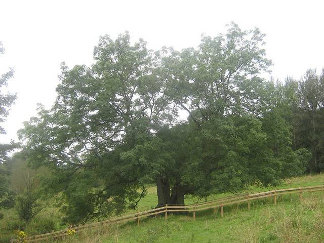 types of shade trees