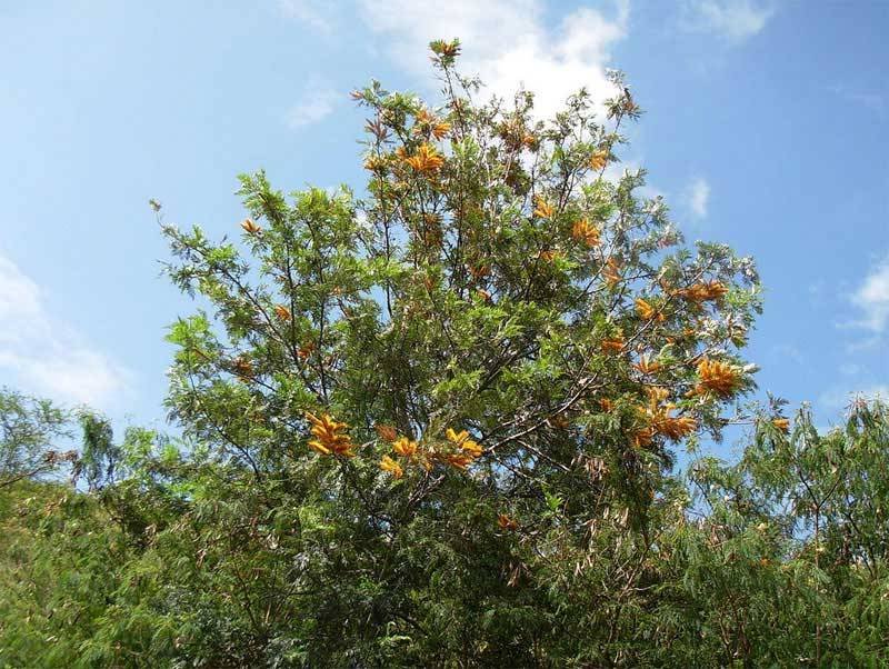 australian oak