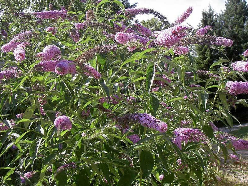 butterfly bush