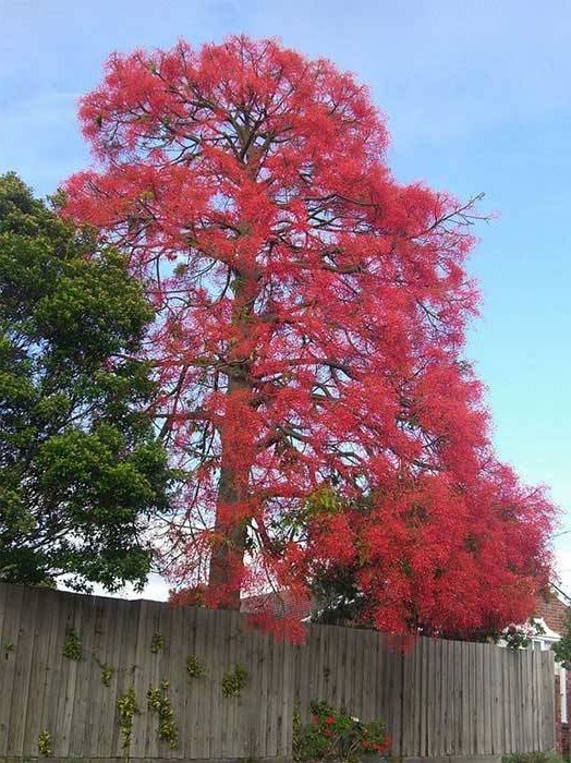 fire tree