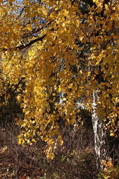 autumn birch