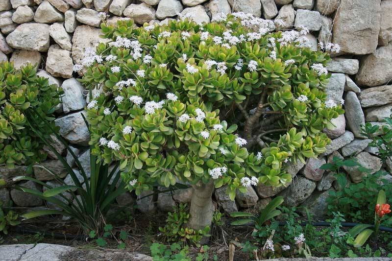 jade tree