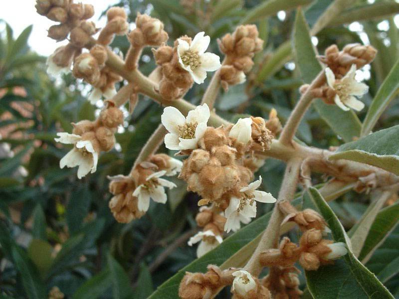 Japanese loquat