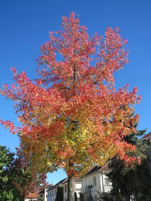 liquidambar