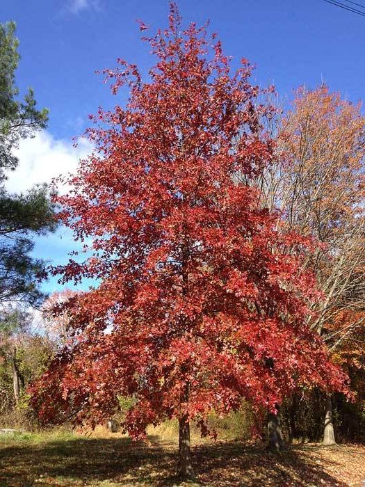 swamp oak