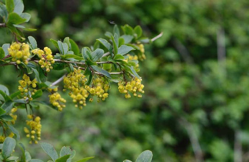 barberry