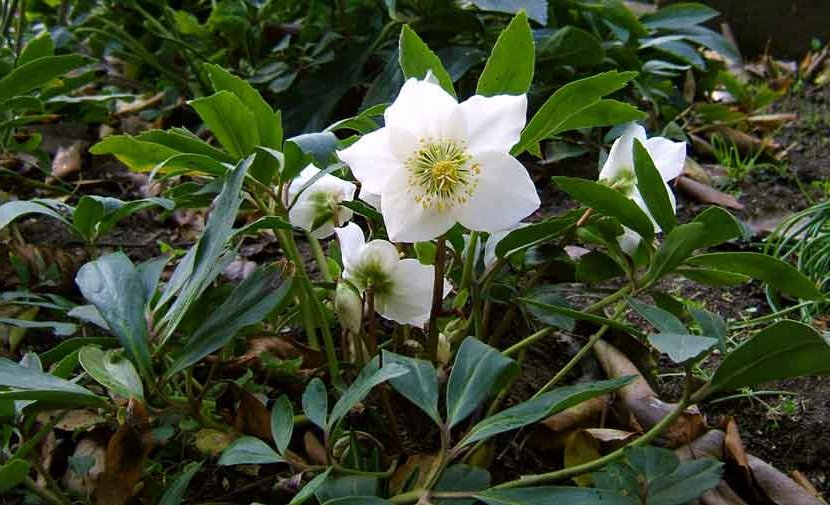 black hellebore or Christmas rose