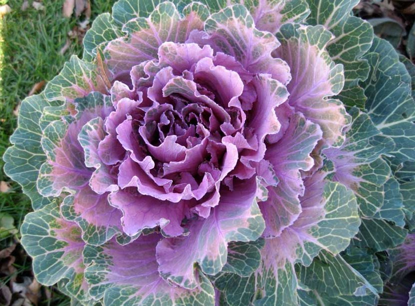 ornamental cabbage 