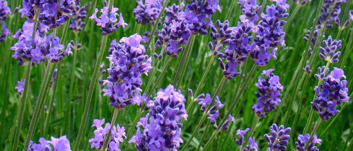 Plants resistant to cold: lavender, ornamental cabbage, durillo, ivy, rhododendron...