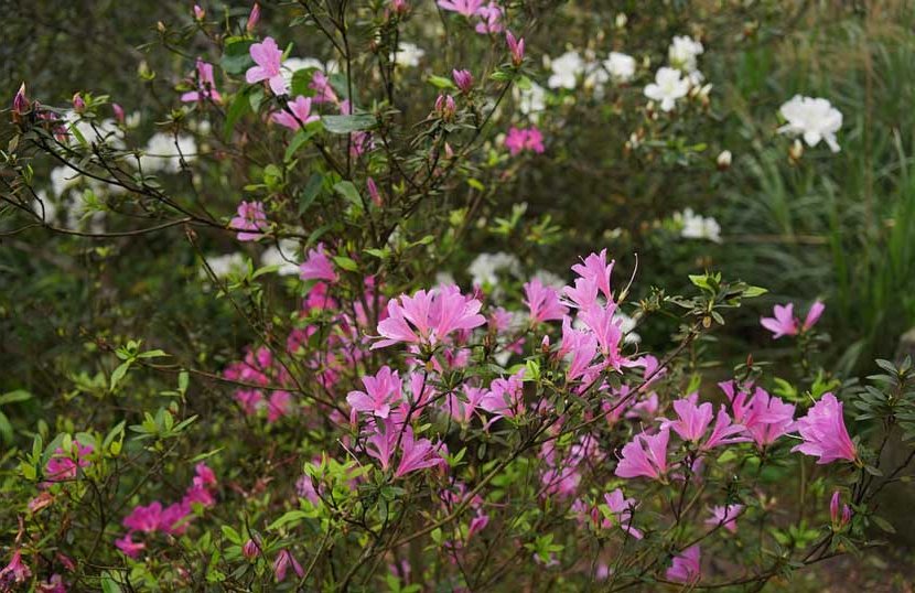 rhododendron or azalea