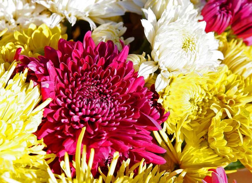 chrysanthemum