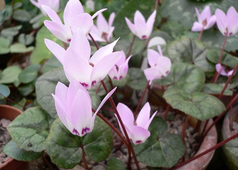 cyclamen