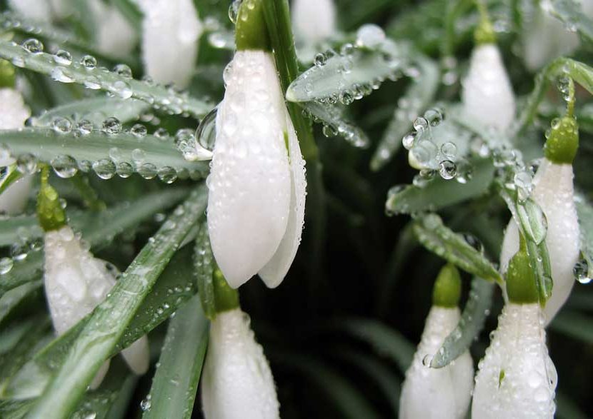 snowdrop