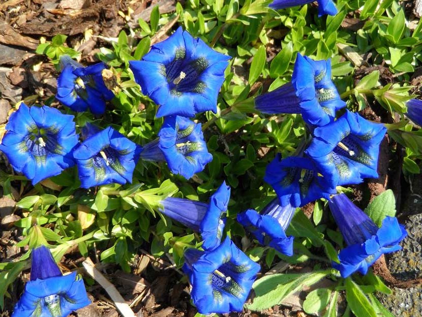 gentian