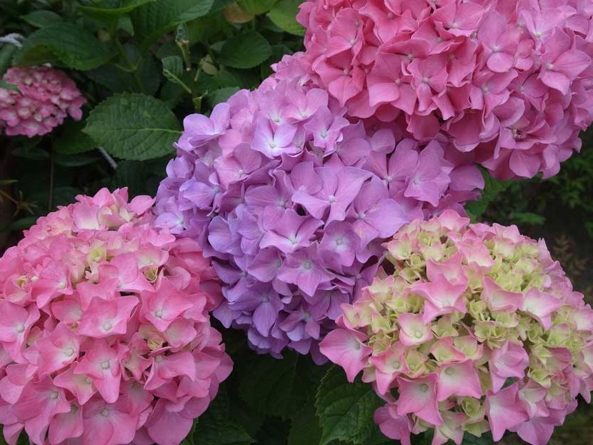 hydrangea