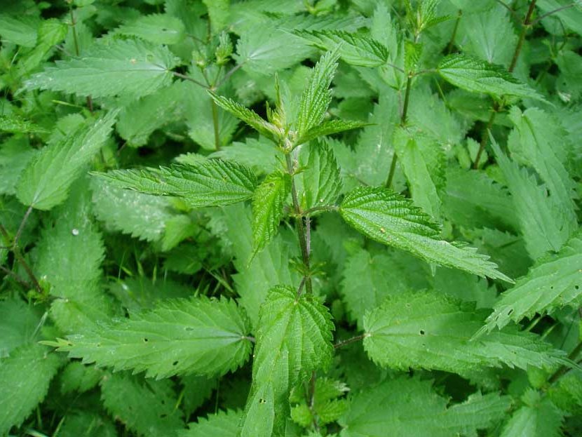 nettle