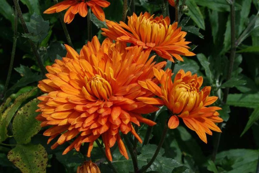 orange chrysanthemum