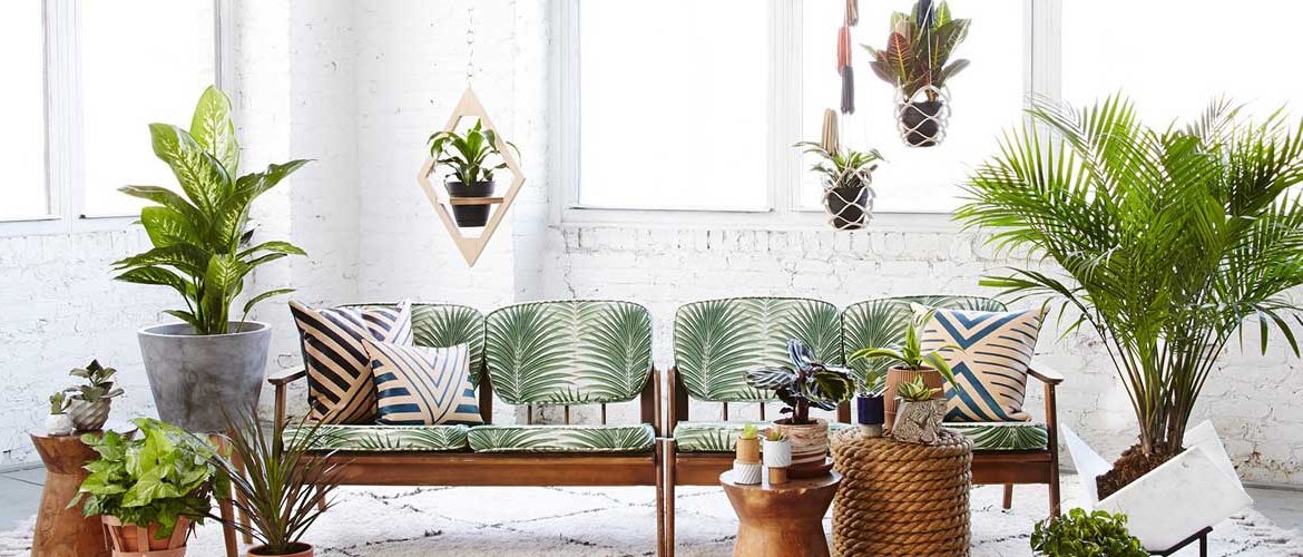 How to care for houseplants in winter
