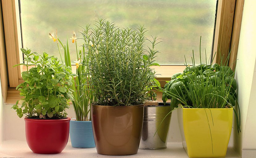 pots with aromatic plants
