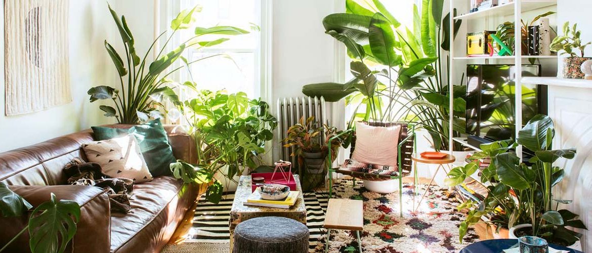 How to make plants the stars of your living room