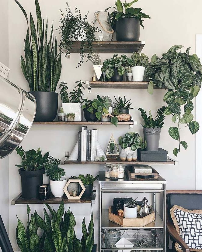 shelves in the living room with plants