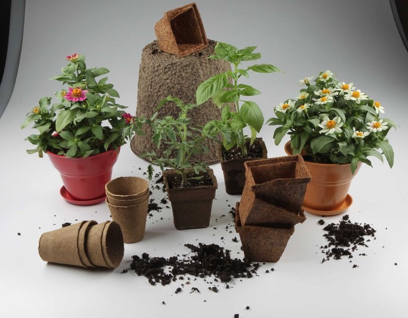 biodegradable pots