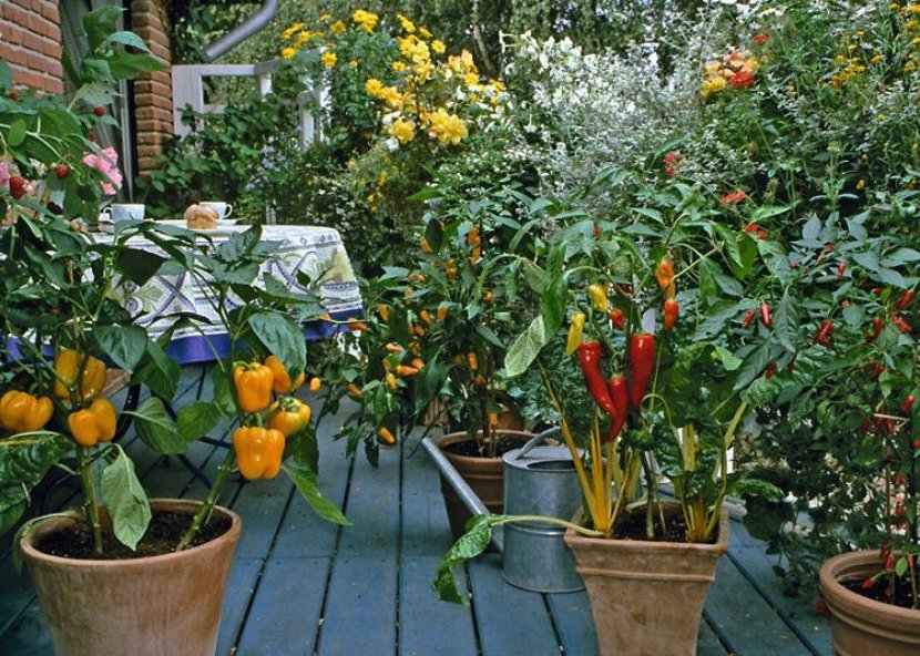 urban garden in the garden