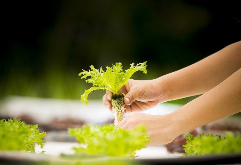 how to introduce hydroponic cultivation in your home