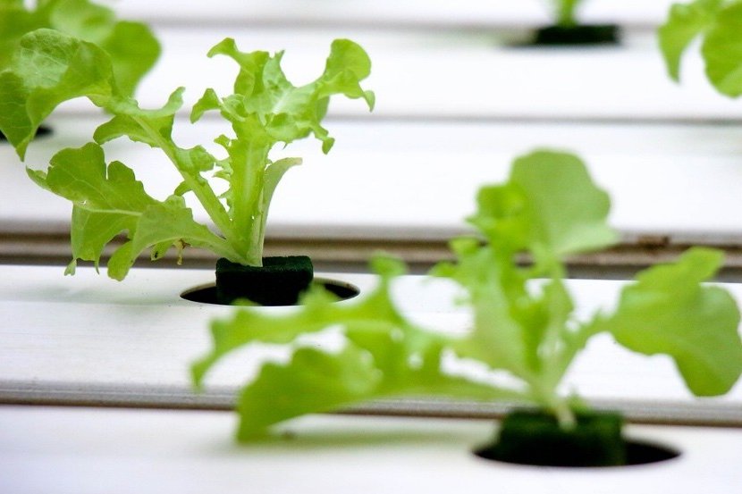 hydroponic growing at home with recycled materials