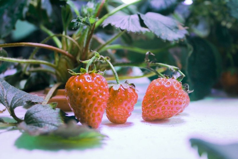 indoor hydroponics