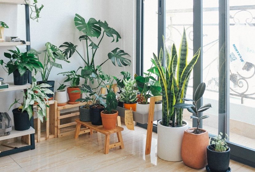 easy-care plants