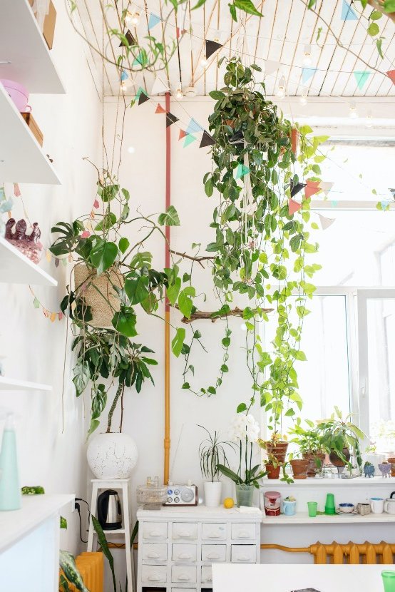 basic equipment for a plant lover at home